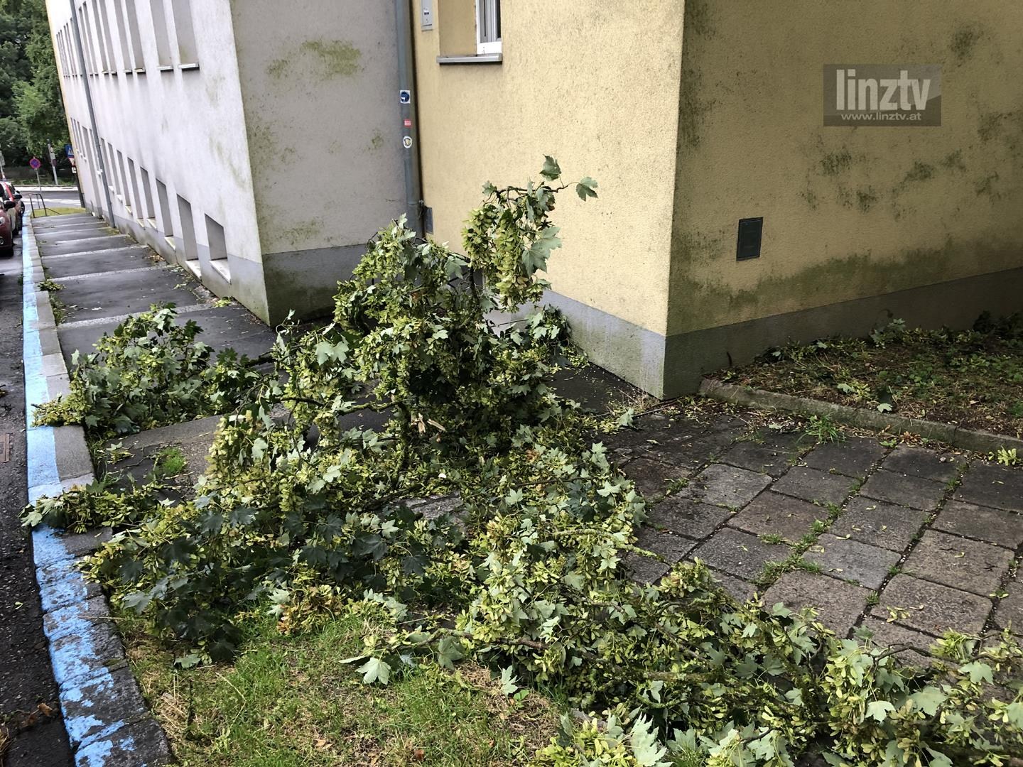 Römerberg abgebrochene Äste