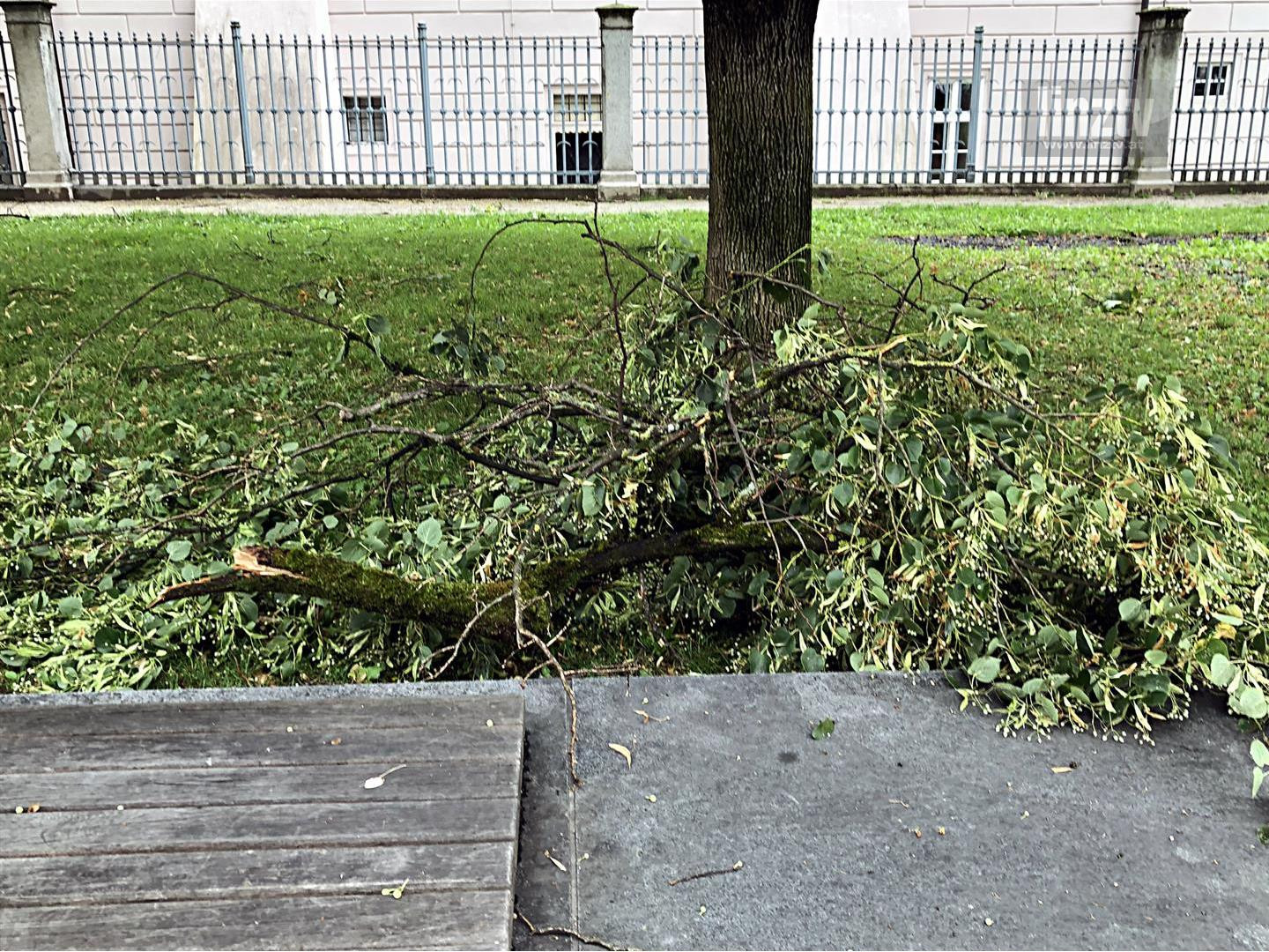Abgebrochene Äste Promenade