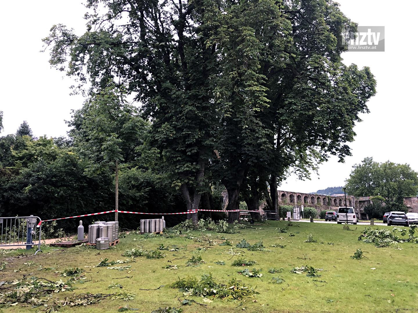 Zweige und Äste auf Schlosswiese