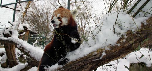 Winterspaziergang Rote Pandas